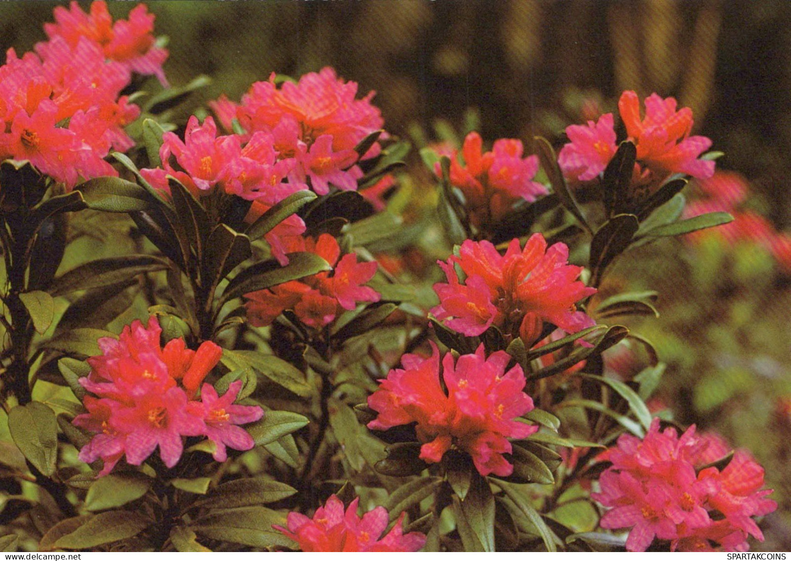 FLOWERS Vintage Postcard CPSM #PAR658.A - Bloemen
