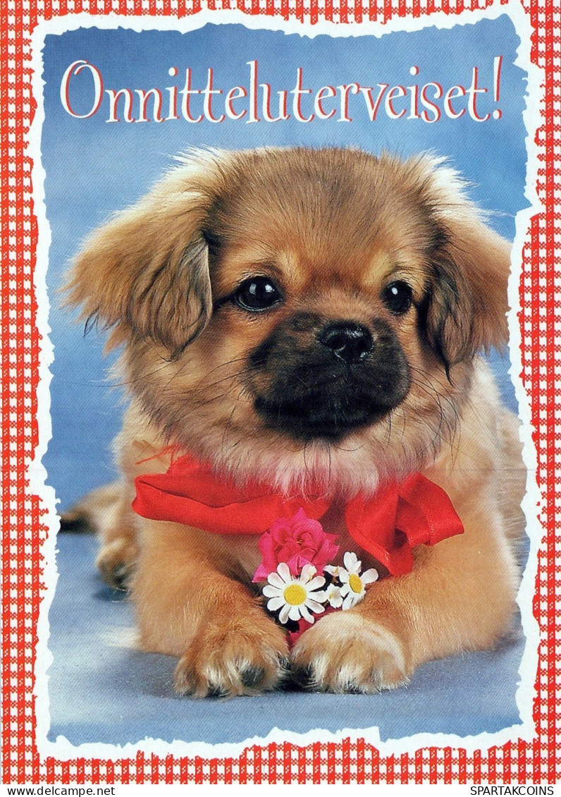 DOG Animals Vintage Postcard CPSM #PAN827.A - Dogs