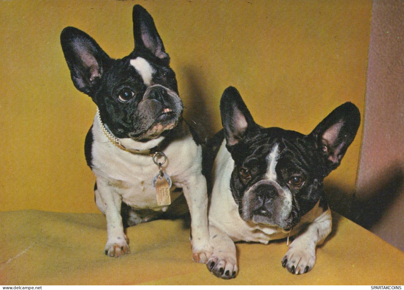 PERRO Animales Vintage Tarjeta Postal CPSM #PAN673.A - Dogs