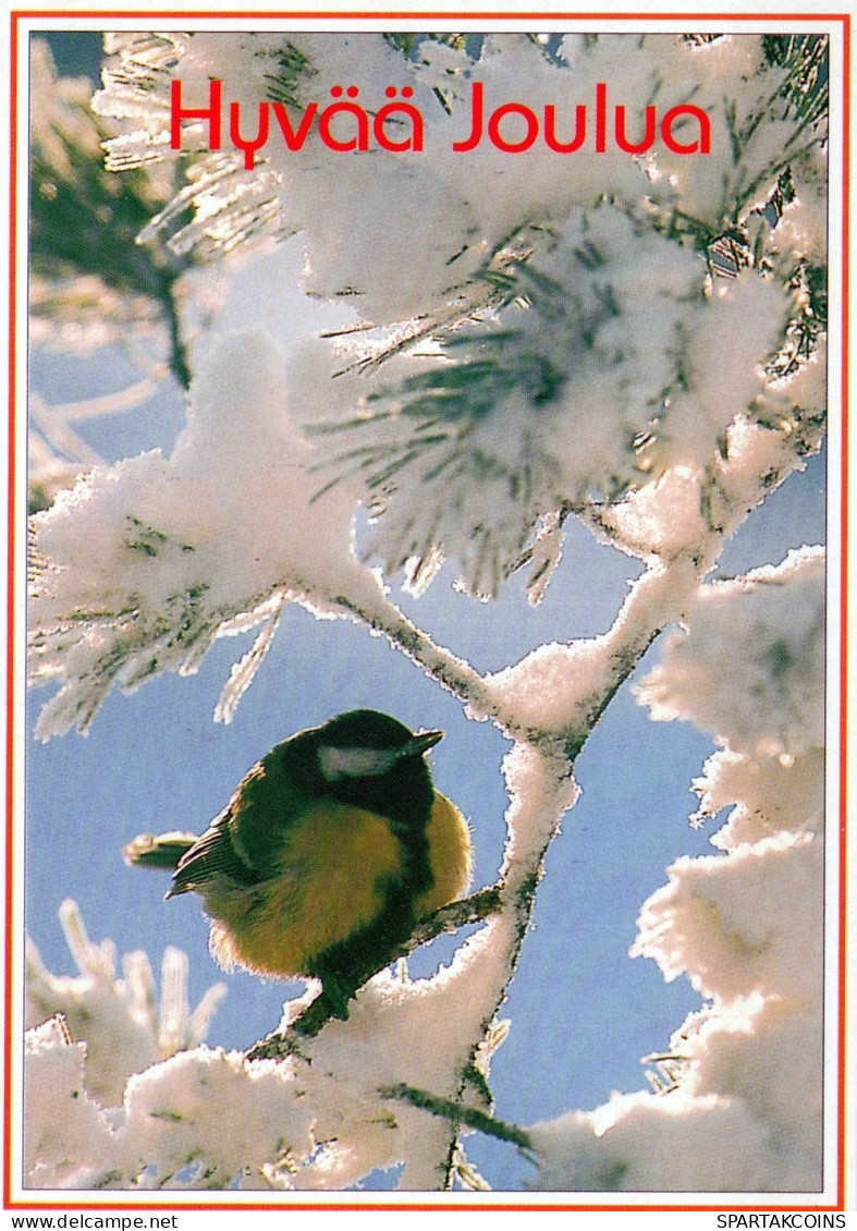 BIRD Animals Vintage Postcard CPSM #PAN027.A - Vögel