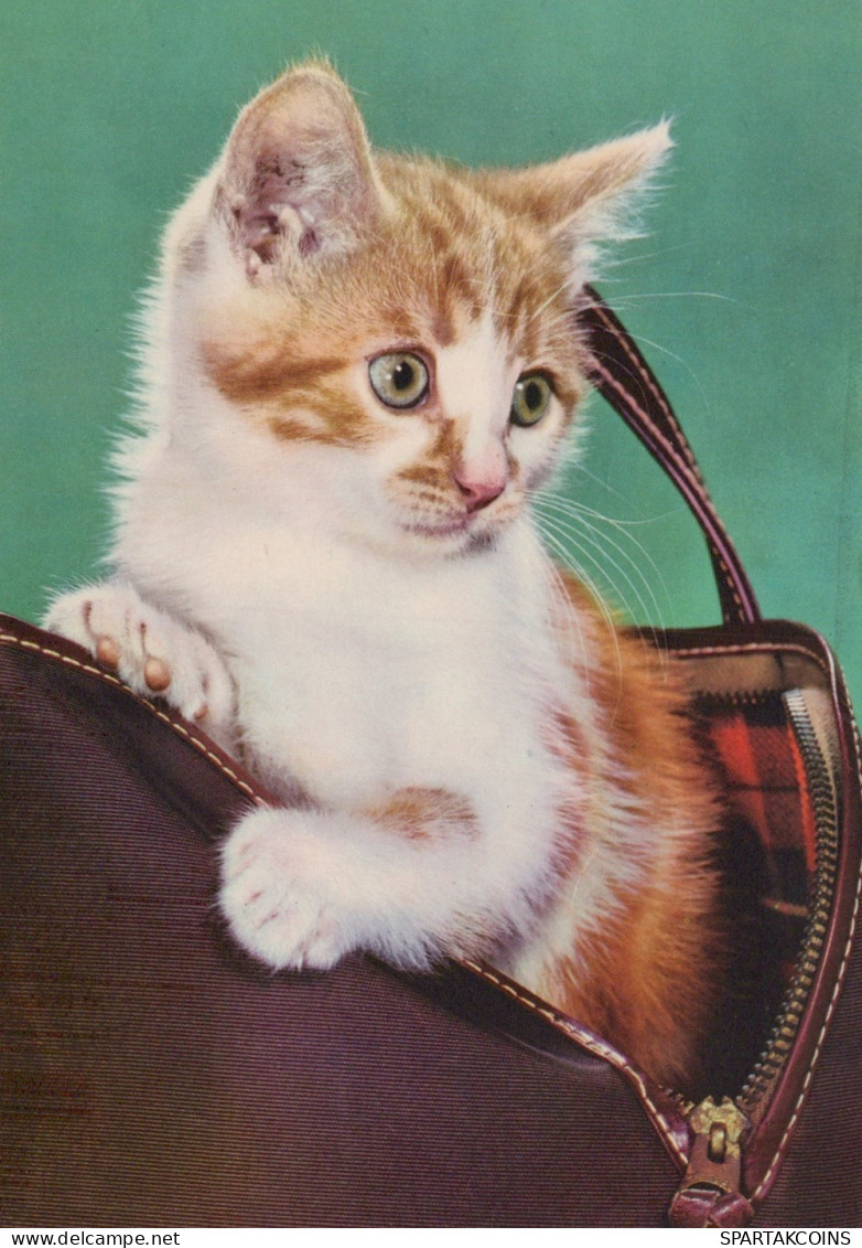 CHAT CHAT Animaux Vintage Carte Postale CPSM #PAM609.A - Katzen