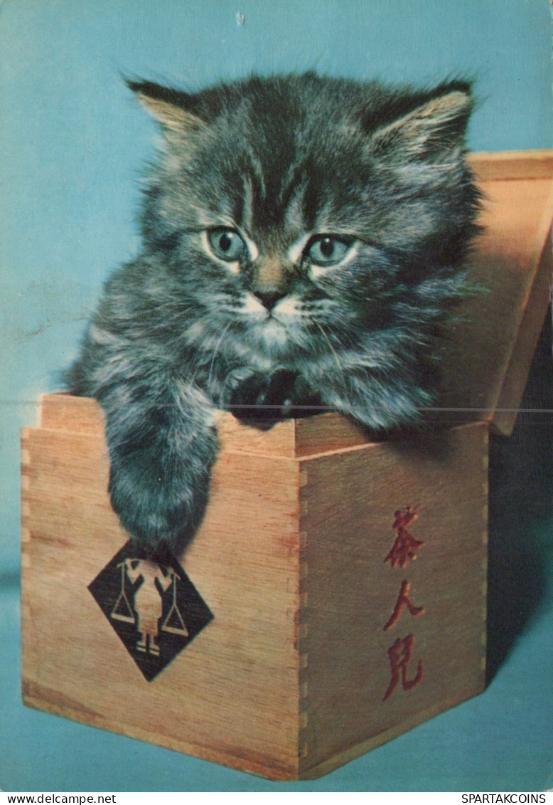 KATZE MIEZEKATZE Tier Vintage Ansichtskarte Postkarte CPSM #PAM100.A - Chats