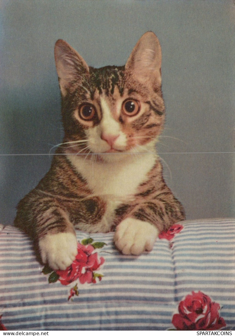 CHAT CHAT Animaux Vintage Carte Postale CPSM #PAM174.A - Chats