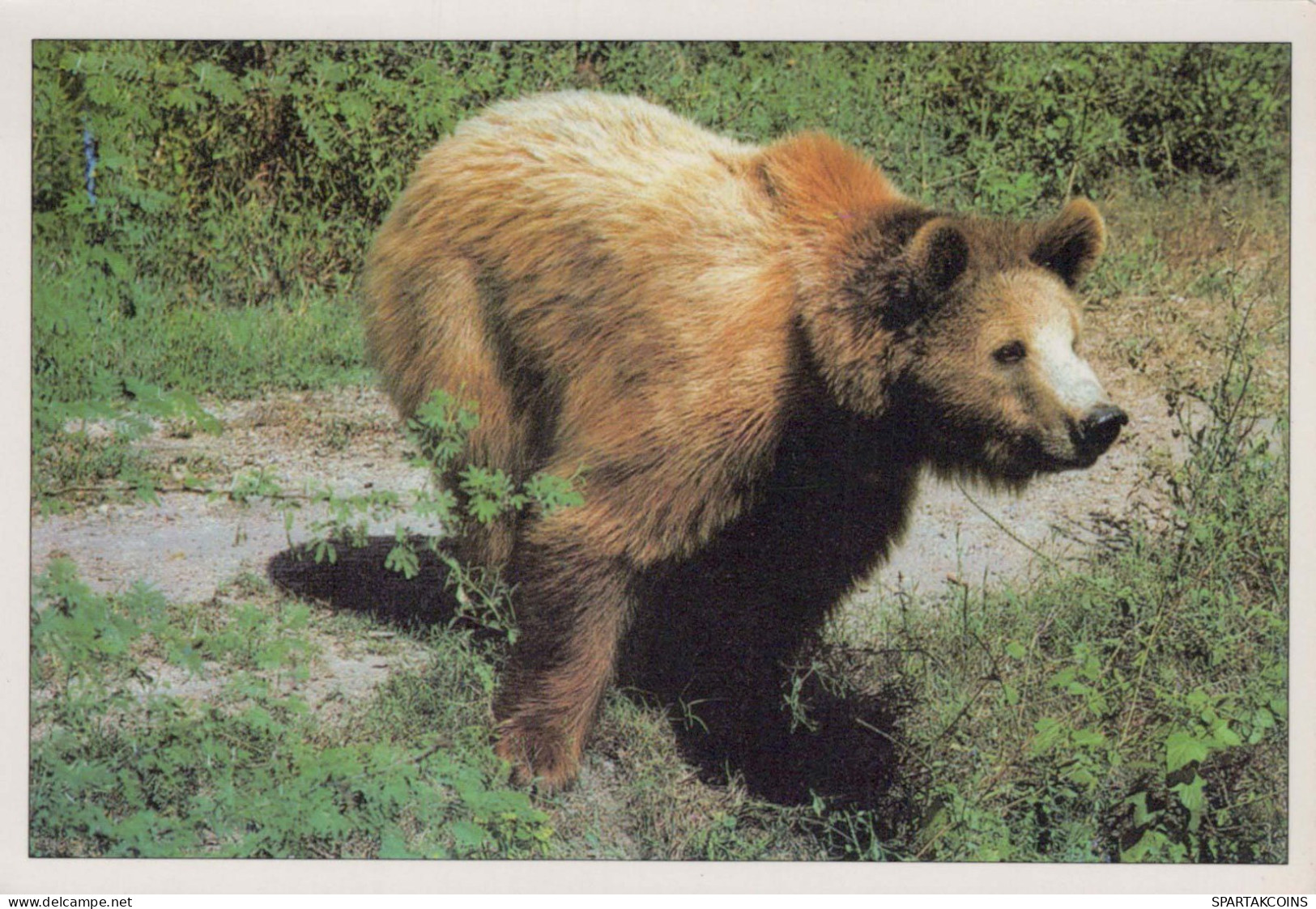 BEAR Animals Vintage Postcard CPSM #PBS340.A - Ours