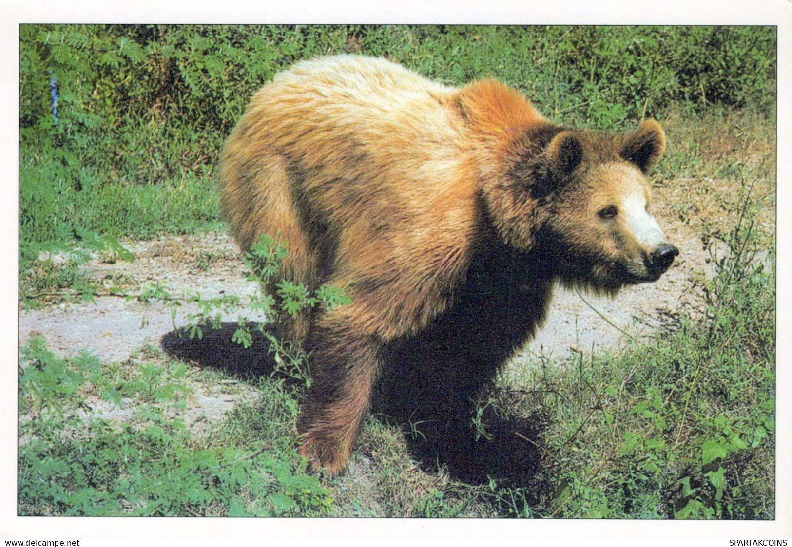 BEAR Animals Vintage Postcard CPSM #PBS340.A - Ours