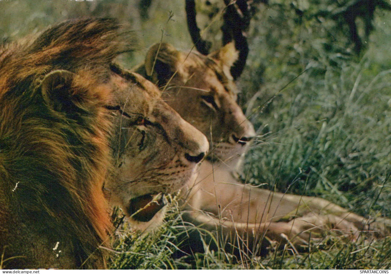 LEONE Animale Vintage Cartolina CPSM #PBS042.A - Leoni