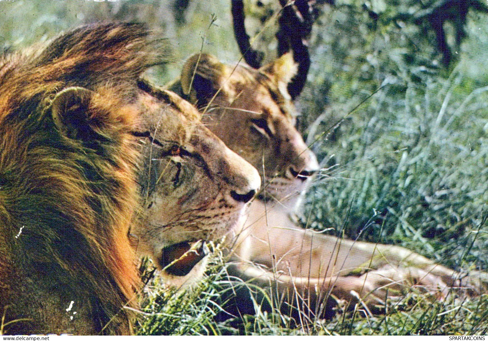 LEONE Animale Vintage Cartolina CPSM #PBS042.A - Löwen
