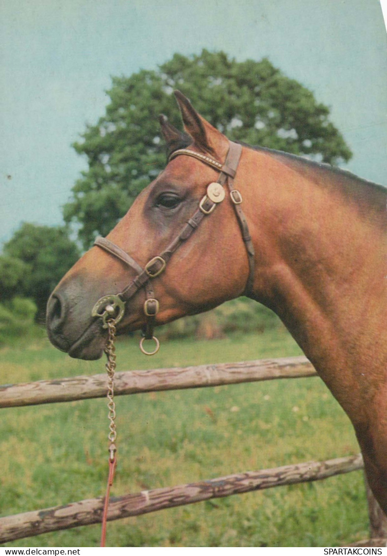 CABALLO Animales Vintage Tarjeta Postal CPSM #PBR930.A - Paarden