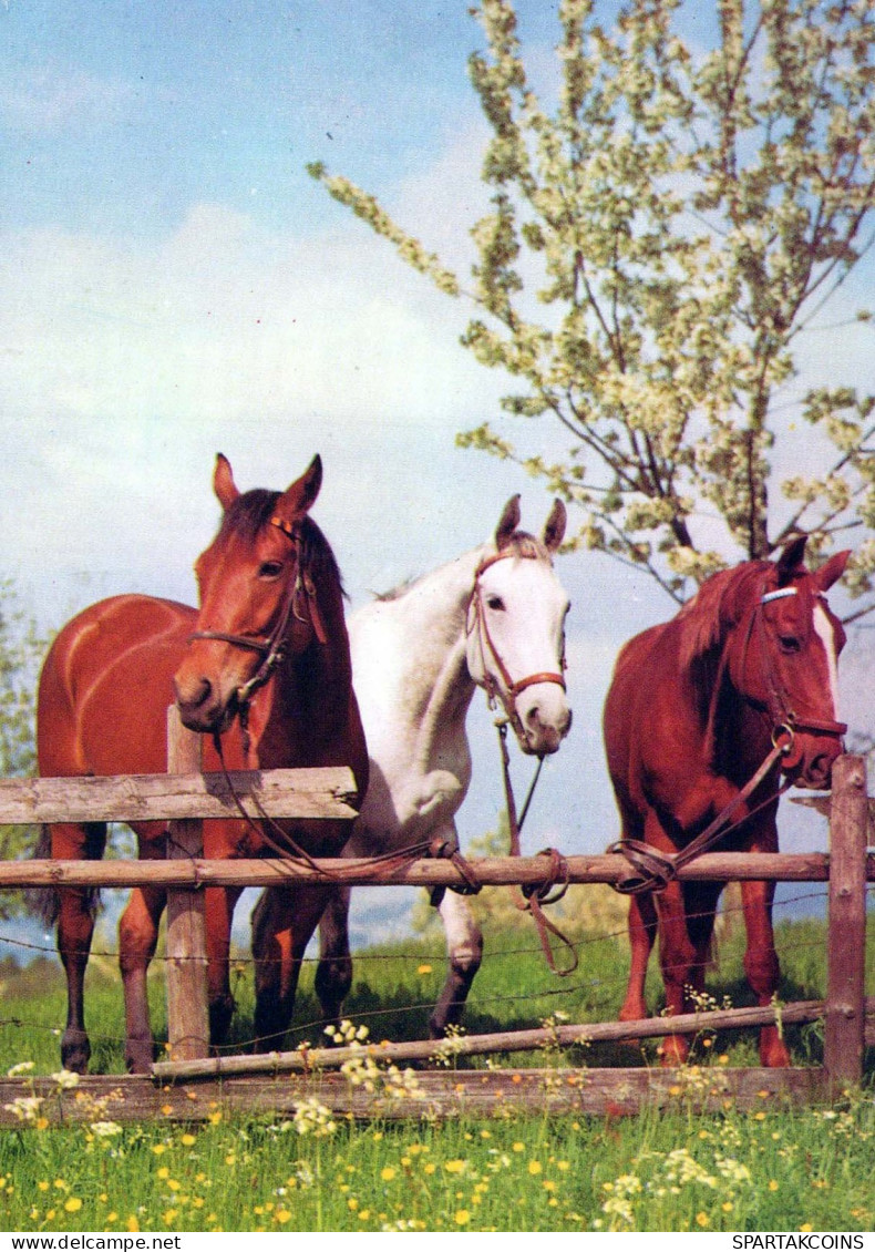 HORSE Animals Vintage Postcard CPSM #PBR949.A - Cavalli