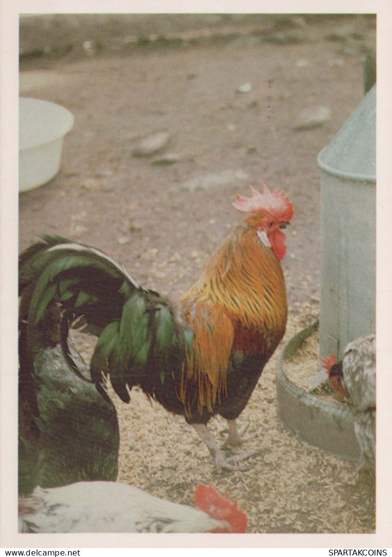 UCCELLO Animale Vintage Cartolina CPSM #PBR596.A - Birds