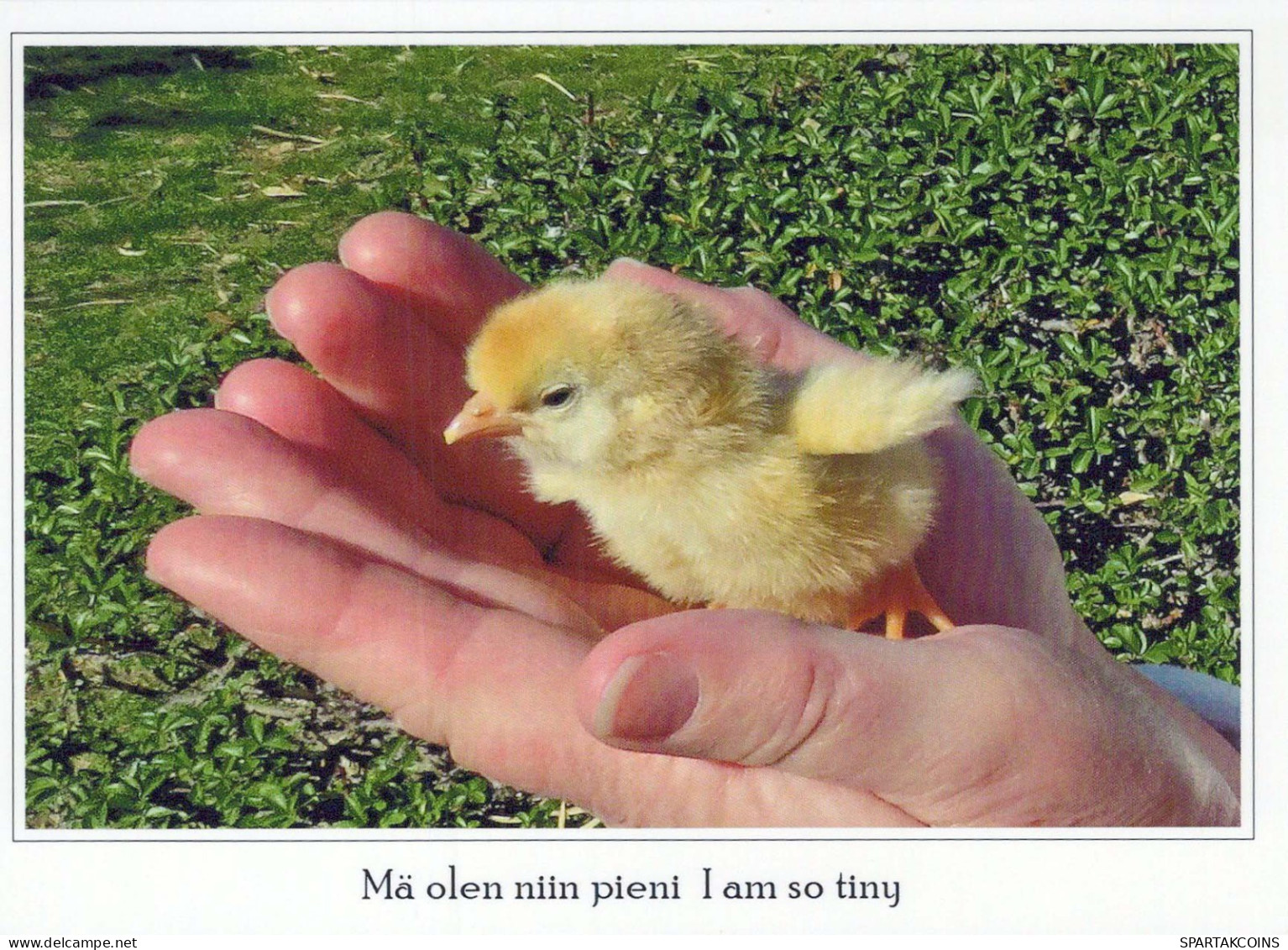 PÁJARO Animales Vintage Tarjeta Postal CPSM #PBR595.A - Birds