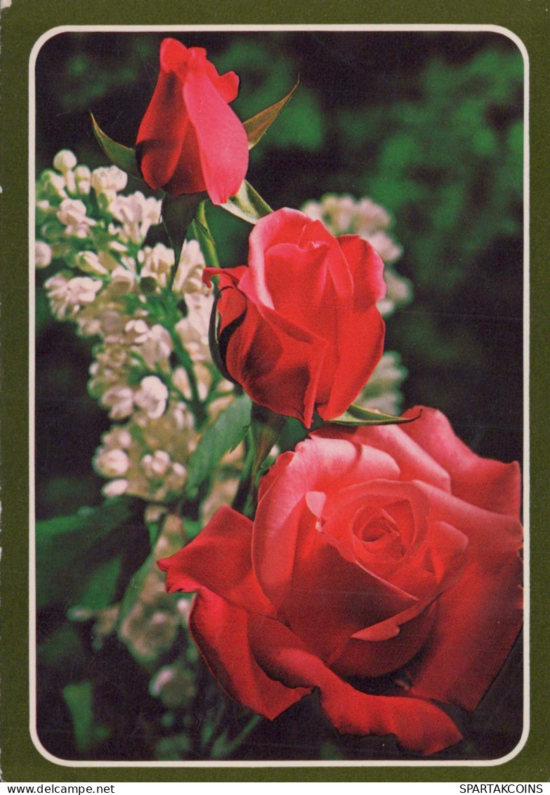 FLOWERS Vintage Postcard CPSM #PAR961.GB - Fiori