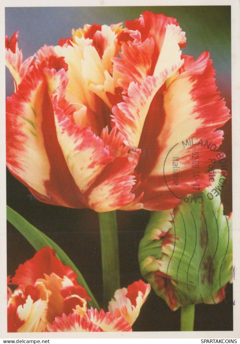 FLOWERS Vintage Postcard CPSM #PAR361.GB - Blumen