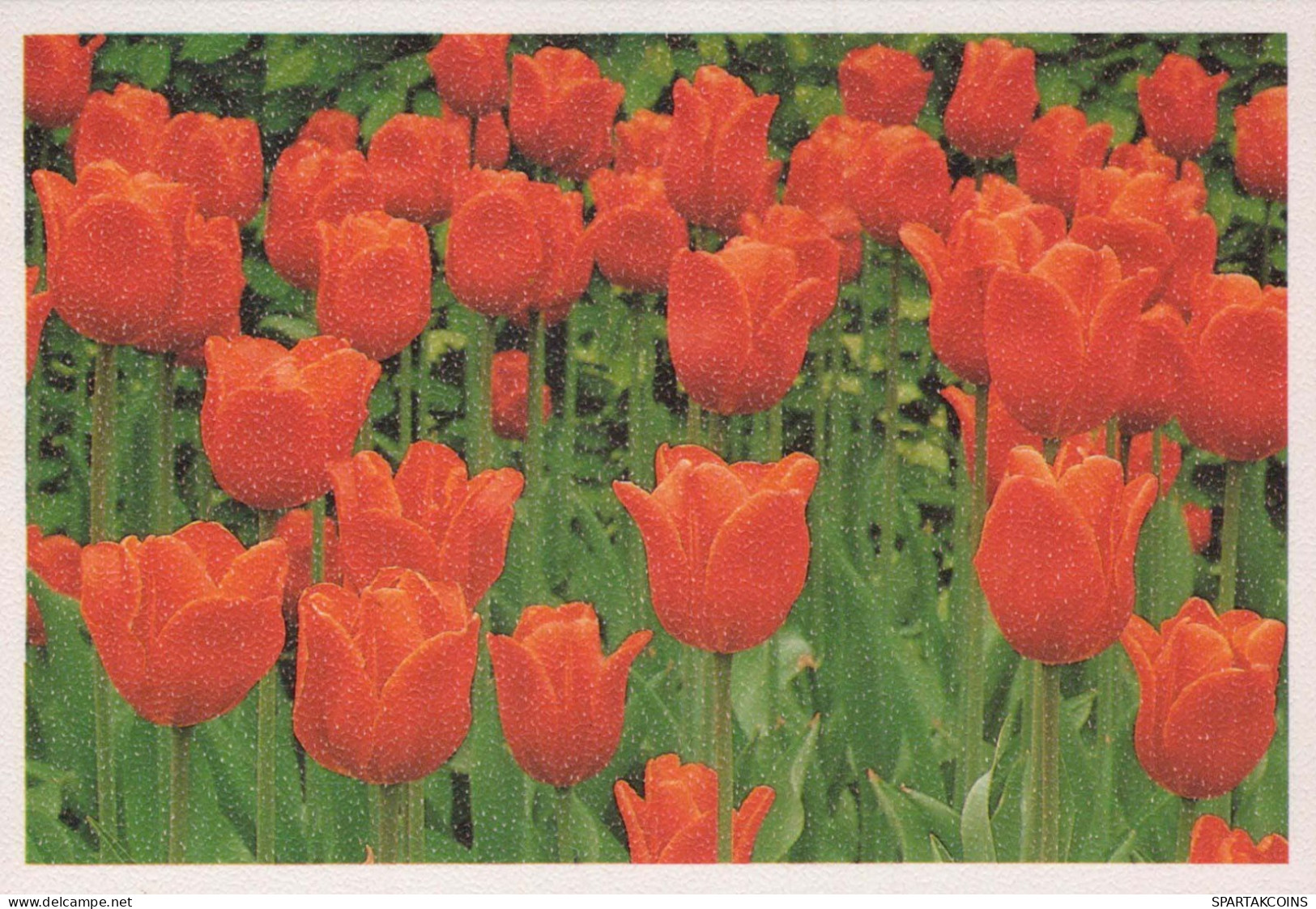 FLOWERS Vintage Postcard CPSM #PAR119.GB - Fleurs