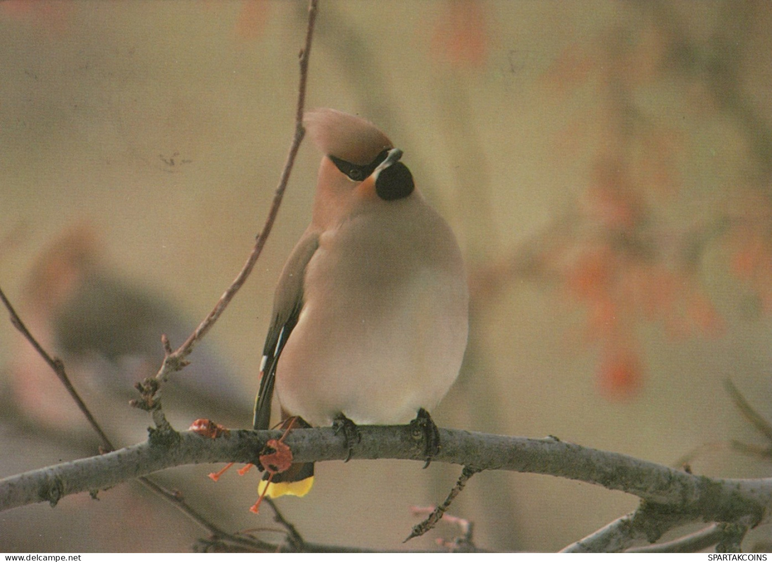 BIRD Animals Vintage Postcard CPSM #PAM730.GB - Pájaros