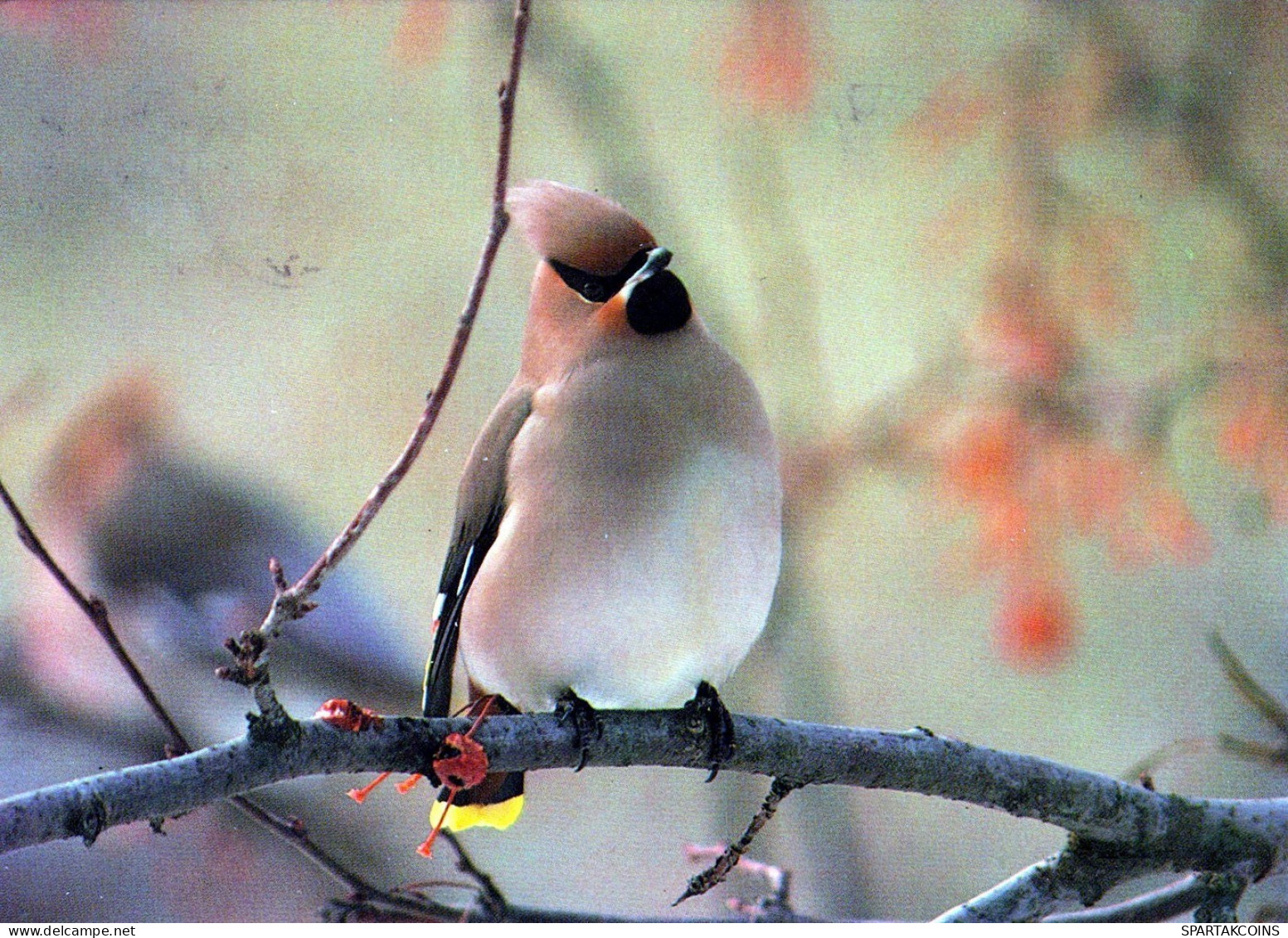 BIRD Animals Vintage Postcard CPSM #PAM730.GB - Birds