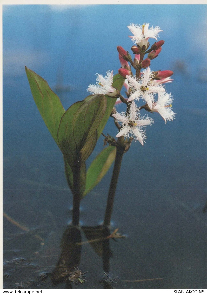 FLORES Vintage Tarjeta Postal CPSM #PAR782.ES - Blumen