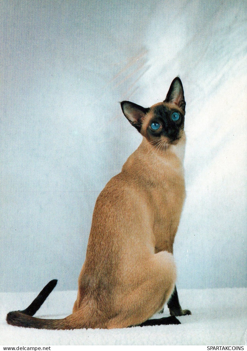 GATO GATITO Animales Vintage Tarjeta Postal CPSM Unposted #PAM476.ES - Cats