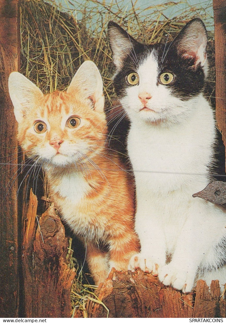 GATO GATITO Animales Vintage Tarjeta Postal CPSM #PAM285.ES - Gatos