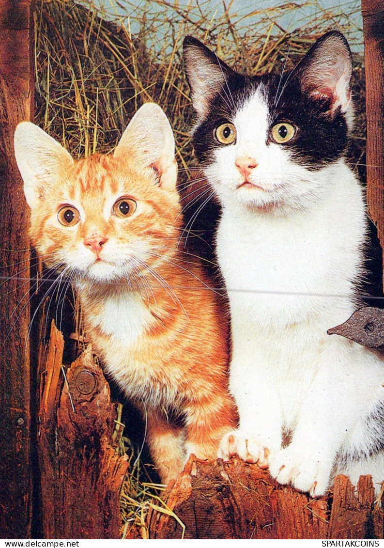 GATO GATITO Animales Vintage Tarjeta Postal CPSM #PAM285.ES - Cats