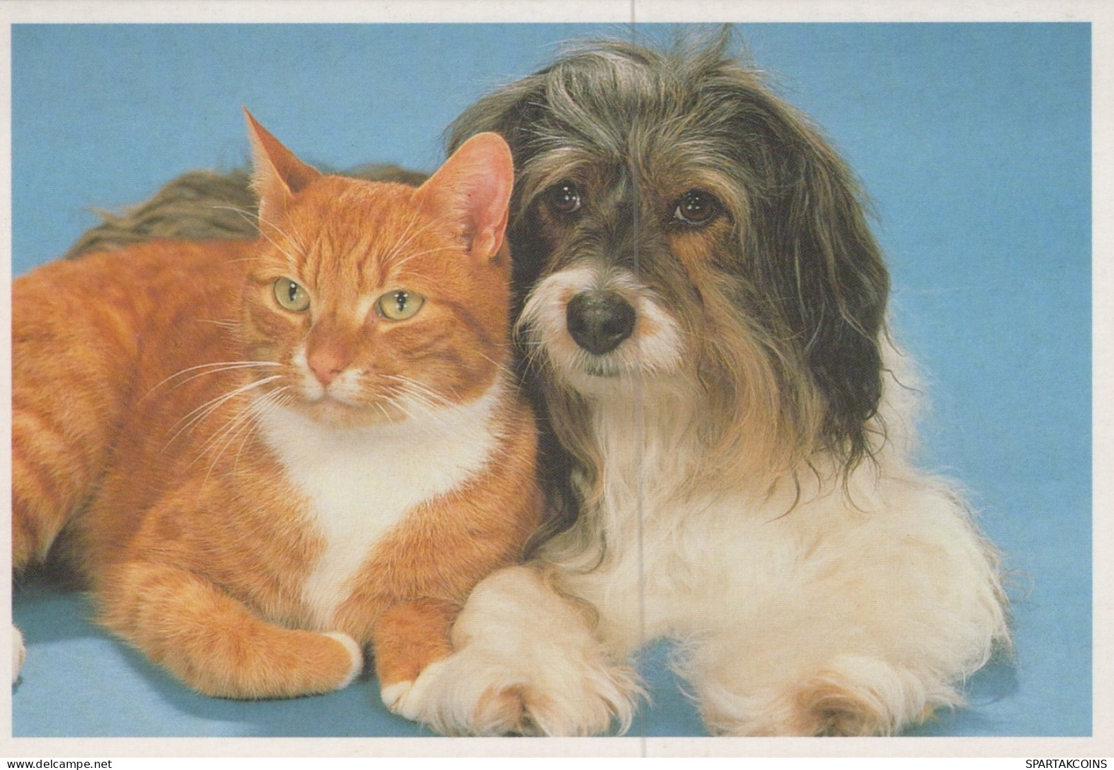 PERRO Y GATO Animales Vintage Tarjeta Postal CPSM #PAM037.ES - Chiens