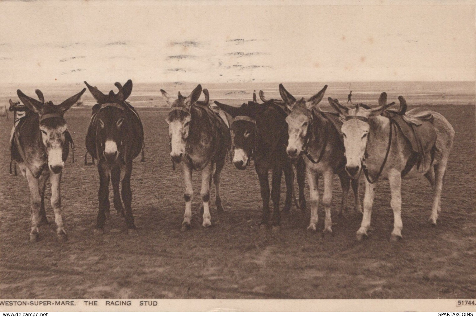 DONKEY Animals Vintage Antique Old CPA Postcard #PAA224.GB - Ezels