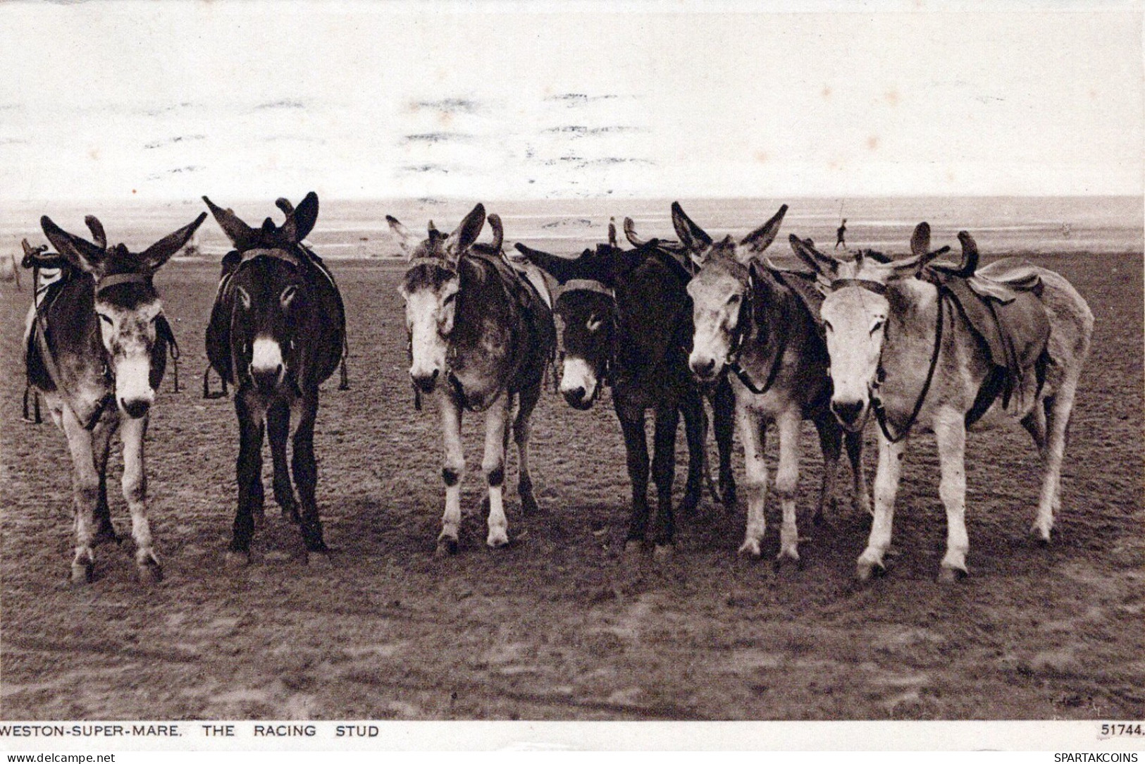 DONKEY Animals Vintage Antique Old CPA Postcard #PAA224.GB - Donkeys
