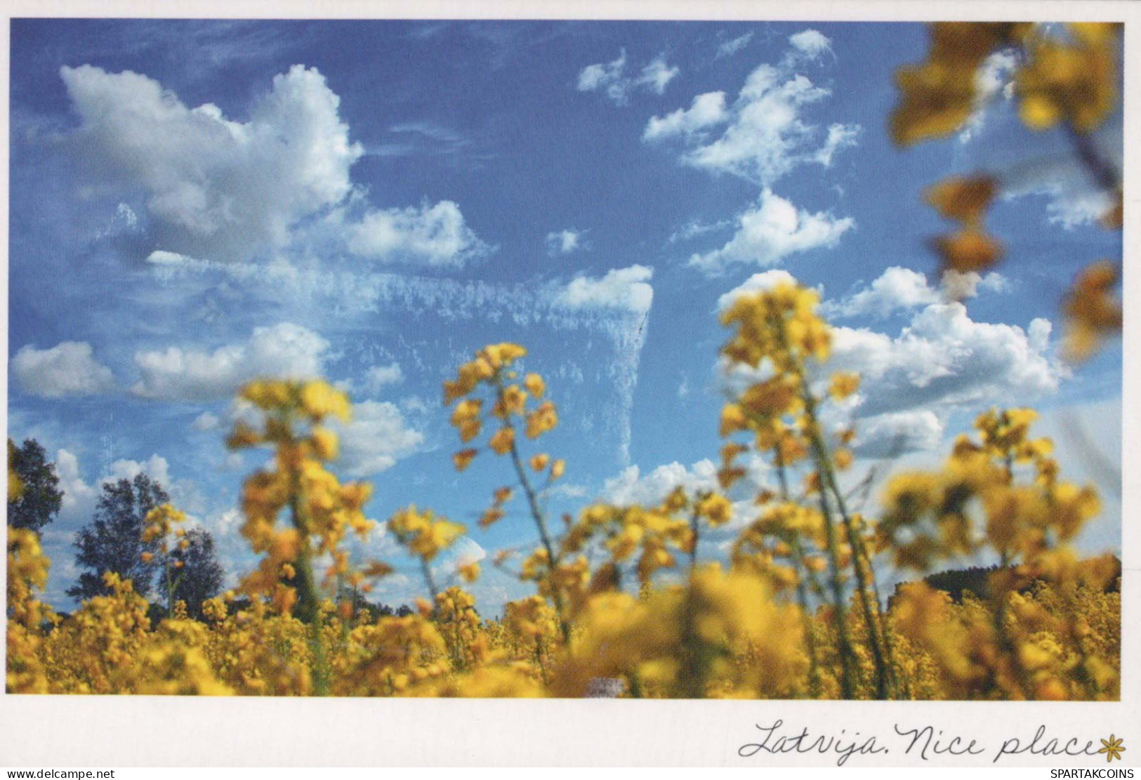FLOWERS Vintage Postcard CPSM #PBZ189.GB - Fleurs
