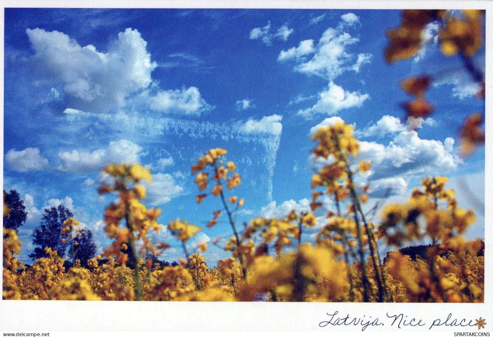 FLOWERS Vintage Postcard CPSM #PBZ189.GB - Blumen