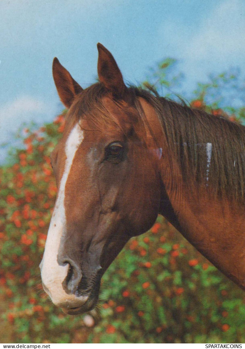 HORSE Animals Vintage Postcard CPSM #PBR941.GB - Paarden