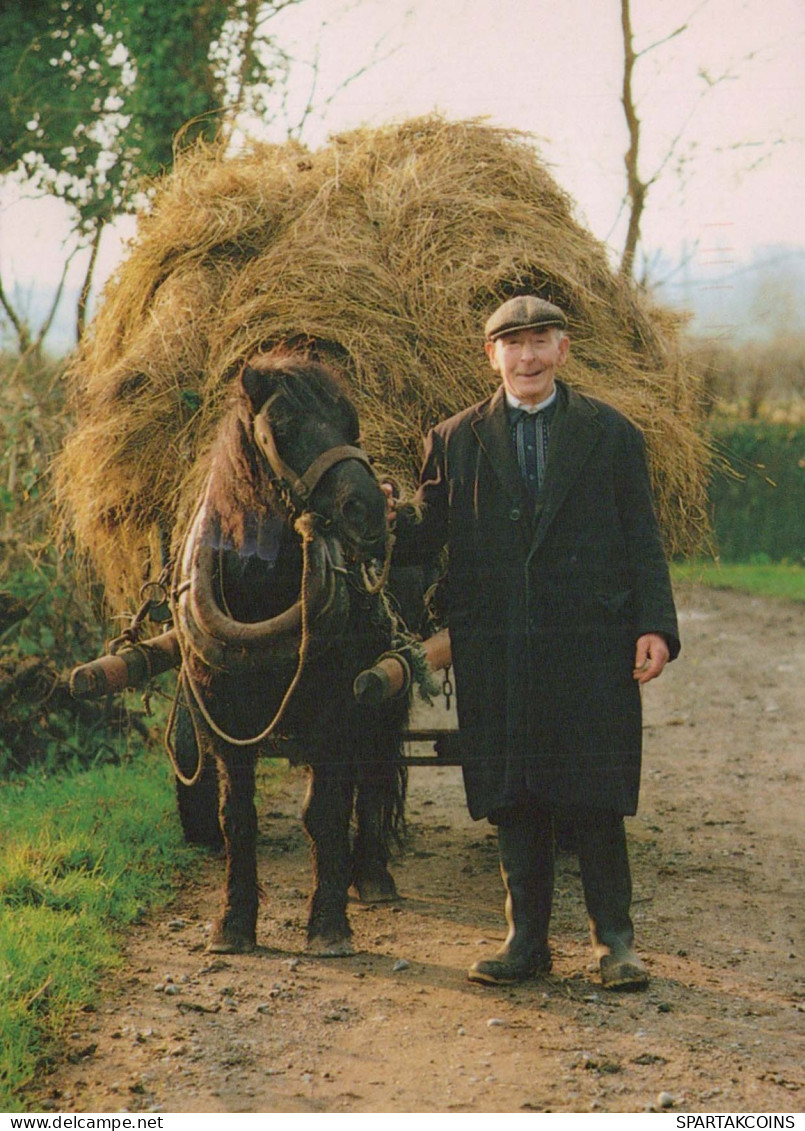 HORSE Animals Vintage Postcard CPSM #PBR861.GB - Cavalli