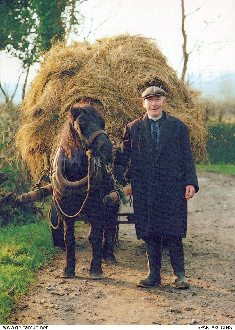 HORSE Animals Vintage Postcard CPSM #PBR861.GB - Cavalli