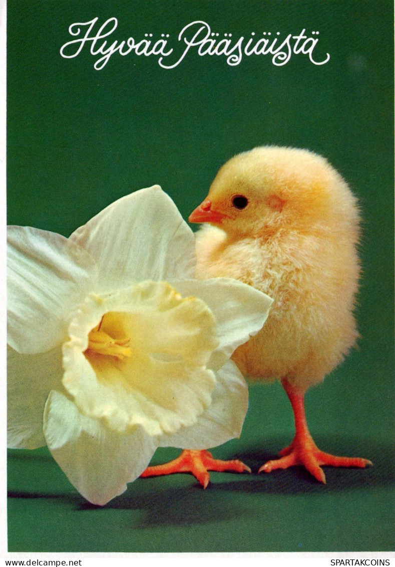 EASTER CHICKEN EGG Vintage Postcard CPSM #PBP096.GB - Ostern