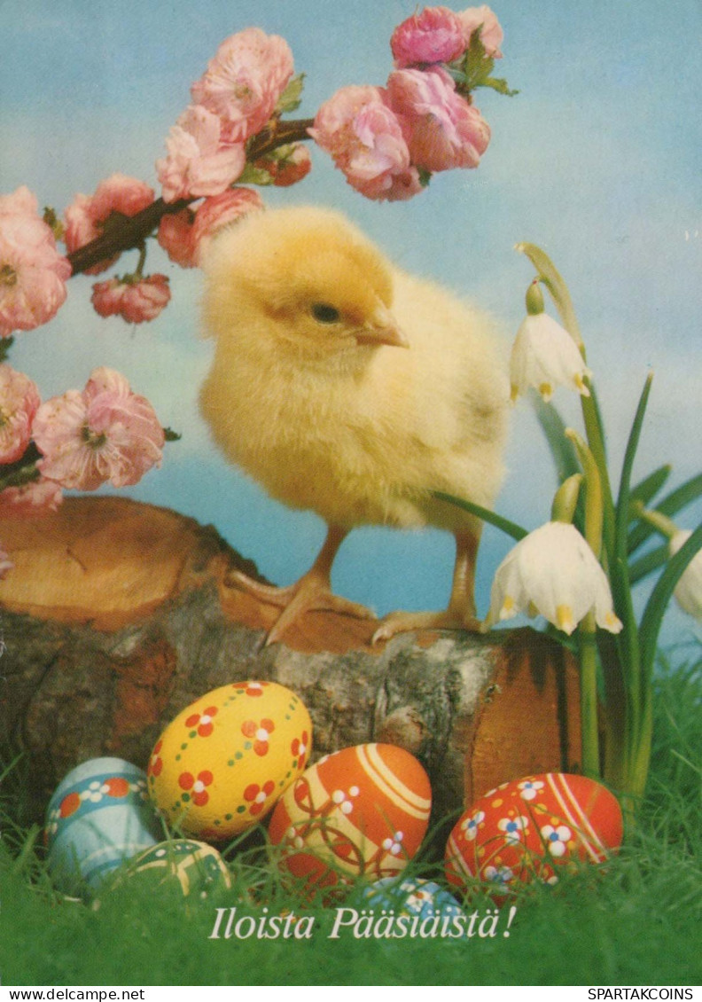 EASTER CHICKEN EGG Vintage Postcard CPSM #PBP157.GB - Ostern