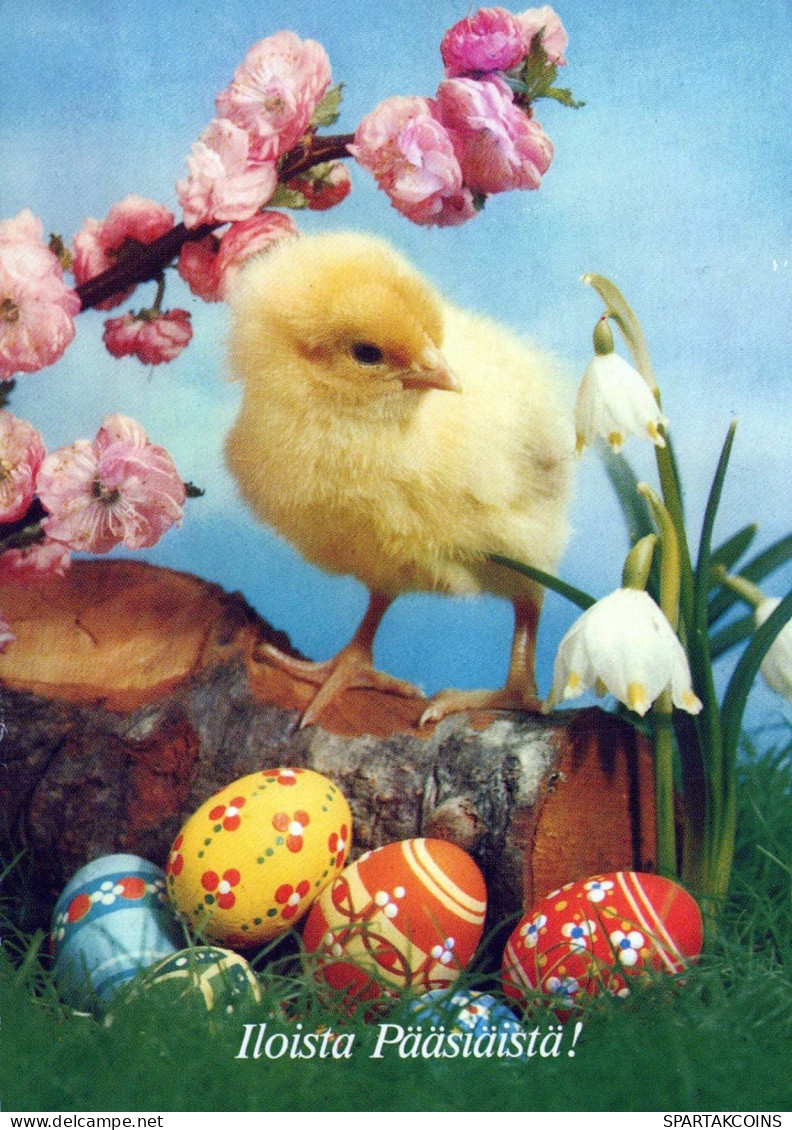 EASTER CHICKEN EGG Vintage Postcard CPSM #PBP157.GB - Ostern