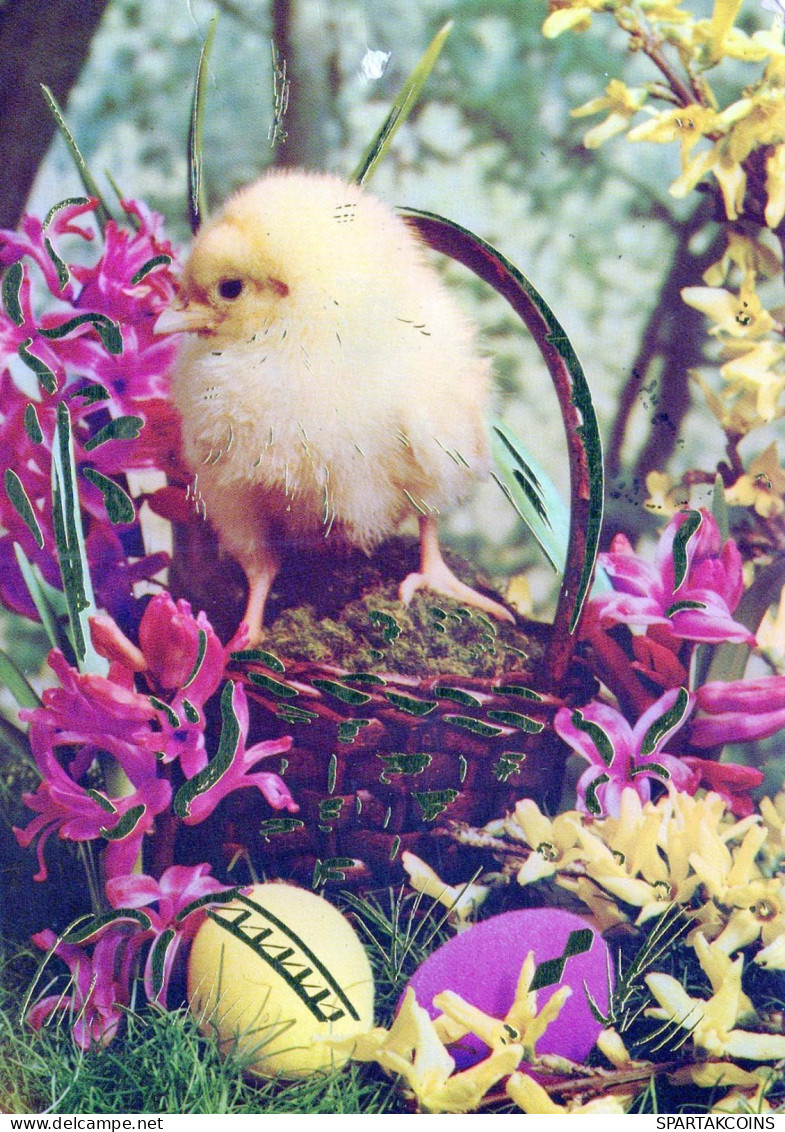 EASTER CHICKEN EGG Vintage Postcard CPSM #PBP034.GB - Ostern