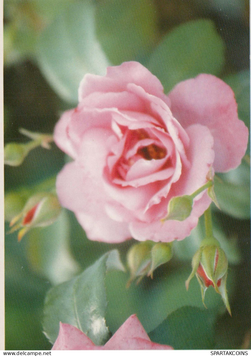 FLEURS Vintage Carte Postale CPSM #PAS324.FR - Flowers