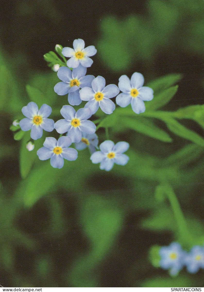 FLEURS Vintage Carte Postale CPSM #PAS504.FR - Fleurs