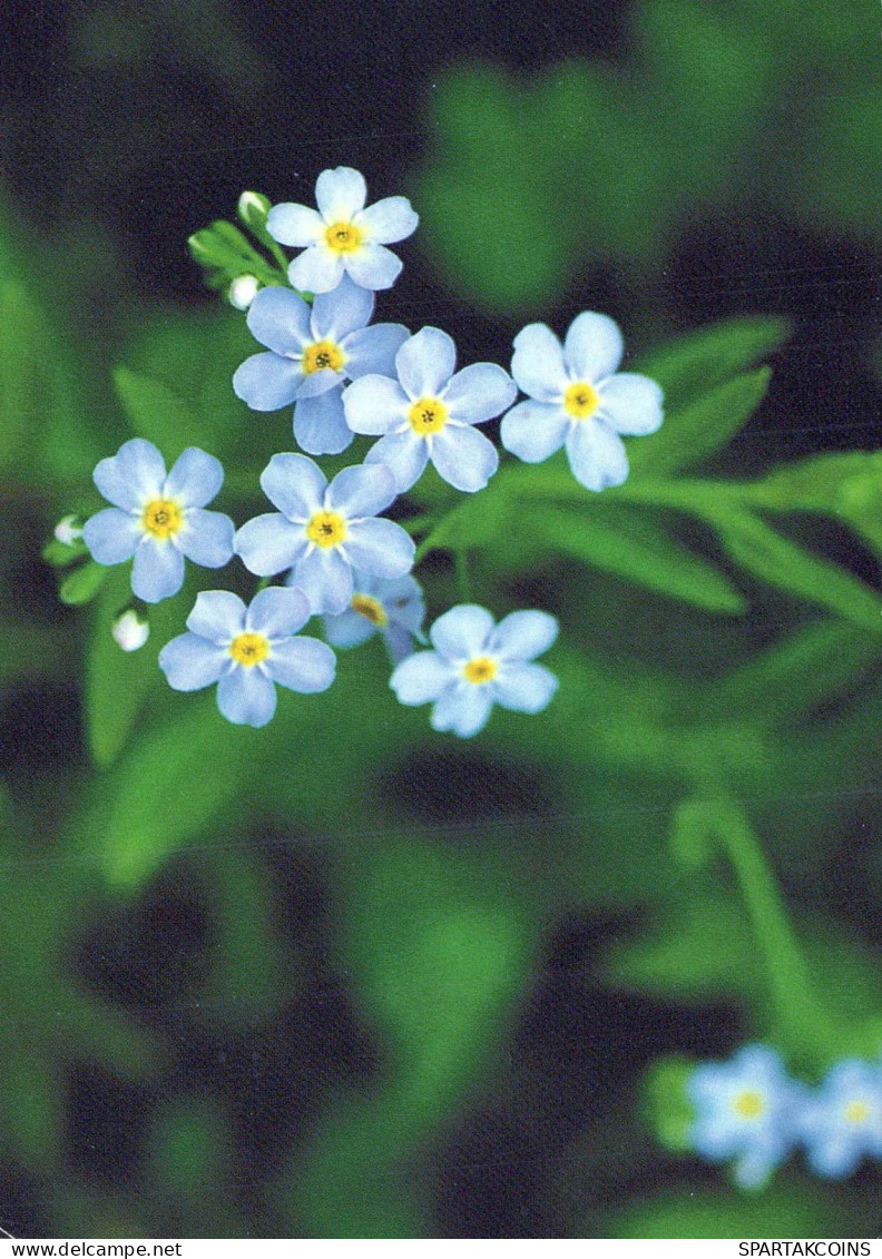 FLEURS Vintage Carte Postale CPSM #PAS504.FR - Blumen