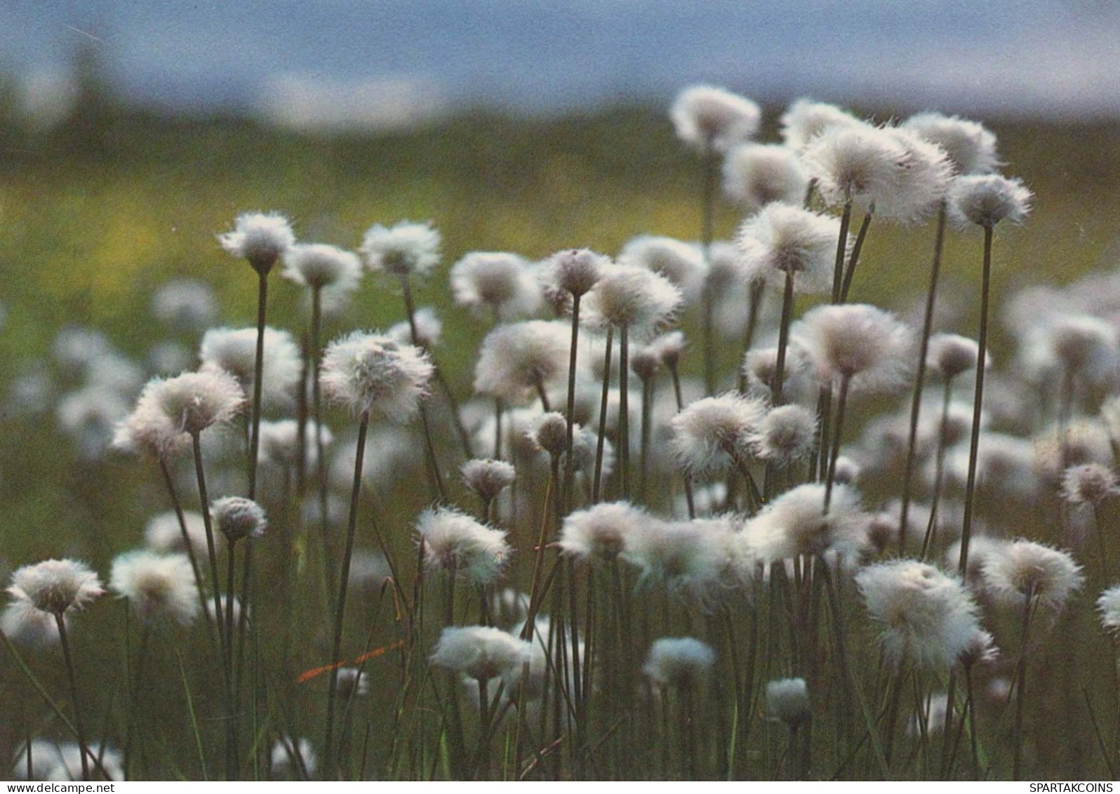 FLEURS Vintage Carte Postale CPSM #PAR663.FR - Blumen