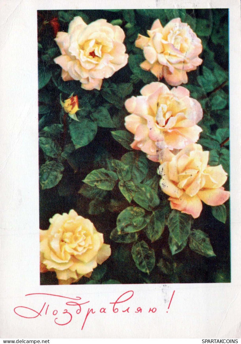 FLEURS Vintage Carte Postale CPSM #PAR423.FR - Blumen