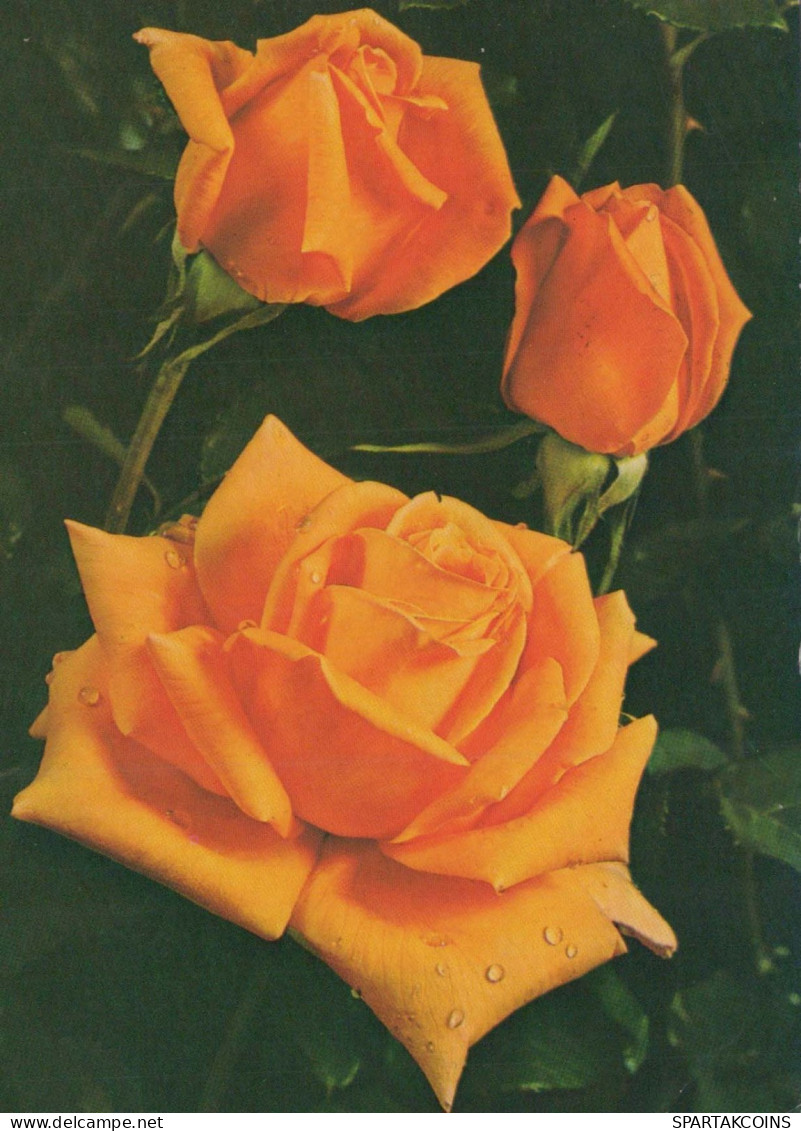 FLEURS Vintage Carte Postale CPSM #PAS024.FR - Fleurs