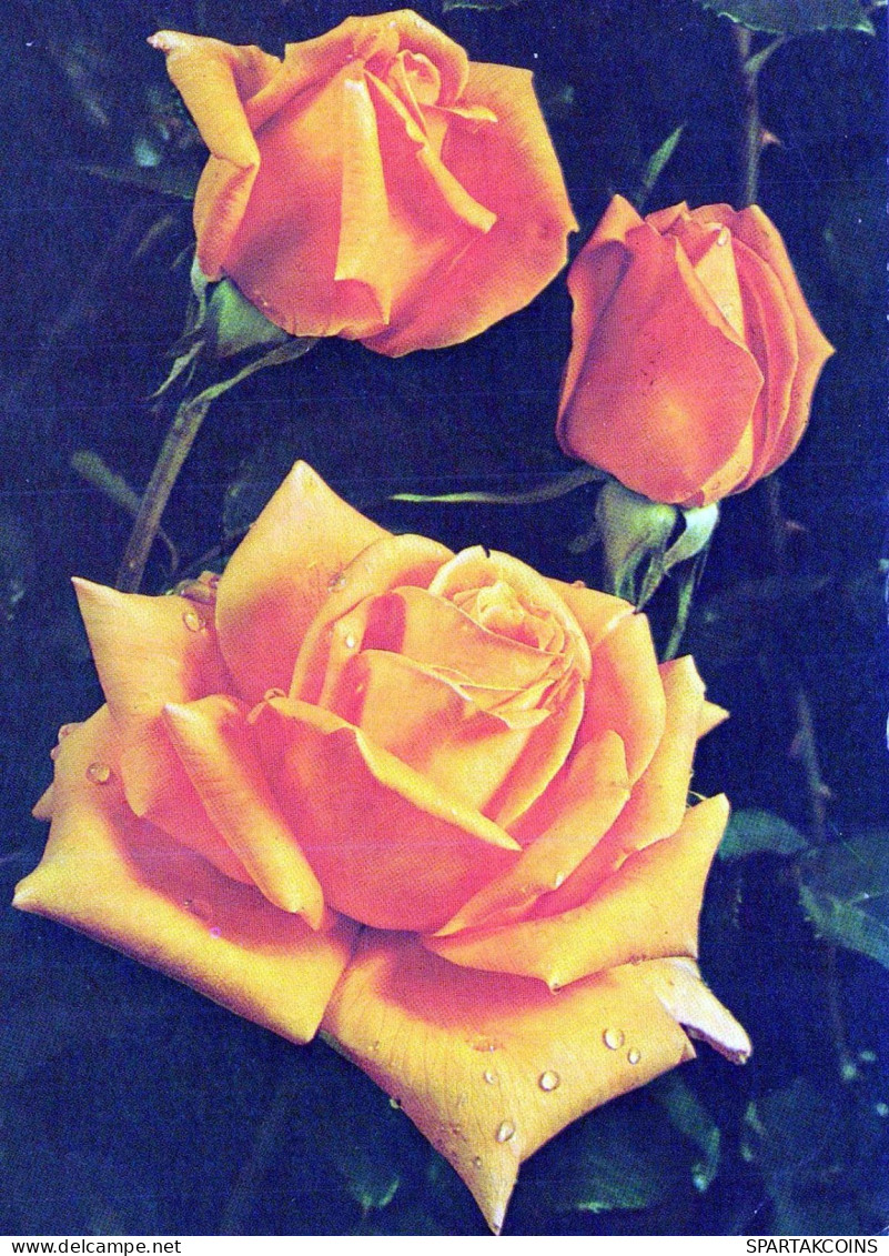 FLEURS Vintage Carte Postale CPSM #PAS024.FR - Flowers