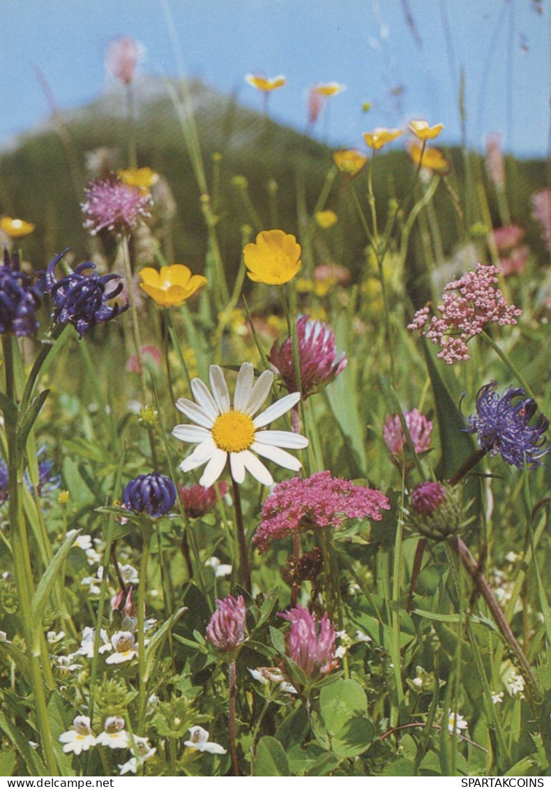 FLEURS Vintage Carte Postale CPSM #PAR242.FR - Flowers