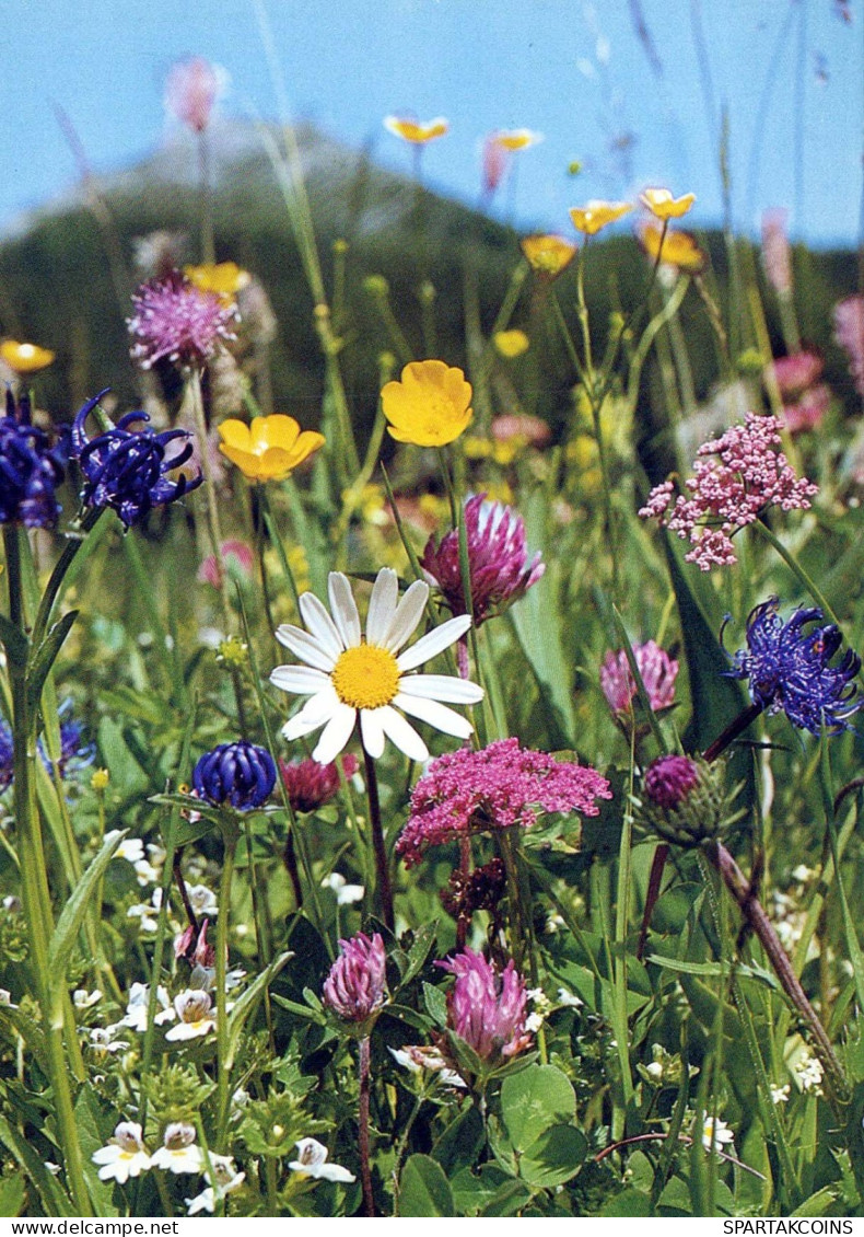 FLEURS Vintage Carte Postale CPSM #PAR242.FR - Blumen