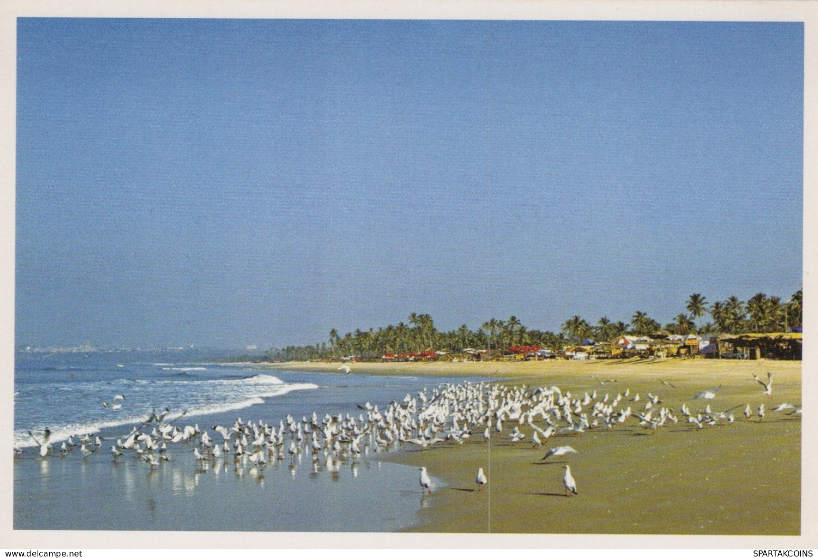 OISEAU Animaux Vintage Carte Postale CPSM #PAN411.FR - Pájaros