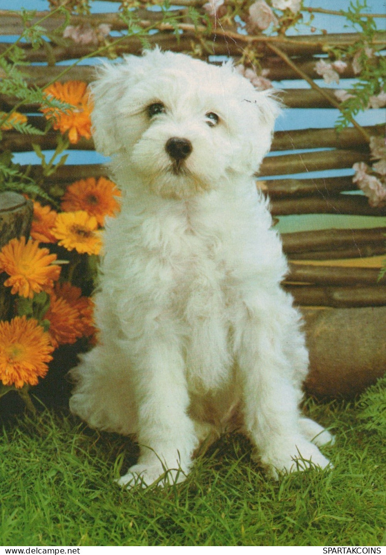 CHIEN Animaux Vintage Carte Postale CPSM #PAN605.FR - Chiens