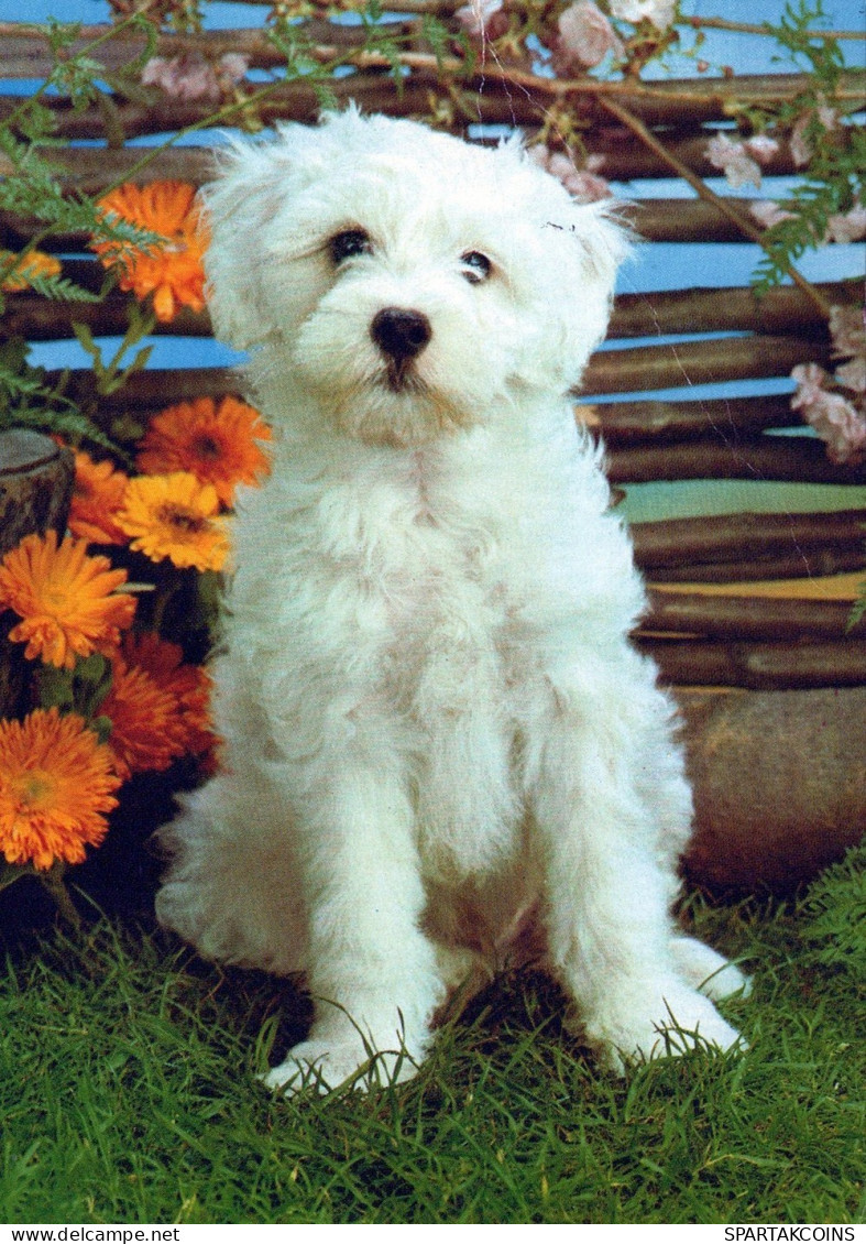 CHIEN Animaux Vintage Carte Postale CPSM #PAN605.FR - Chiens