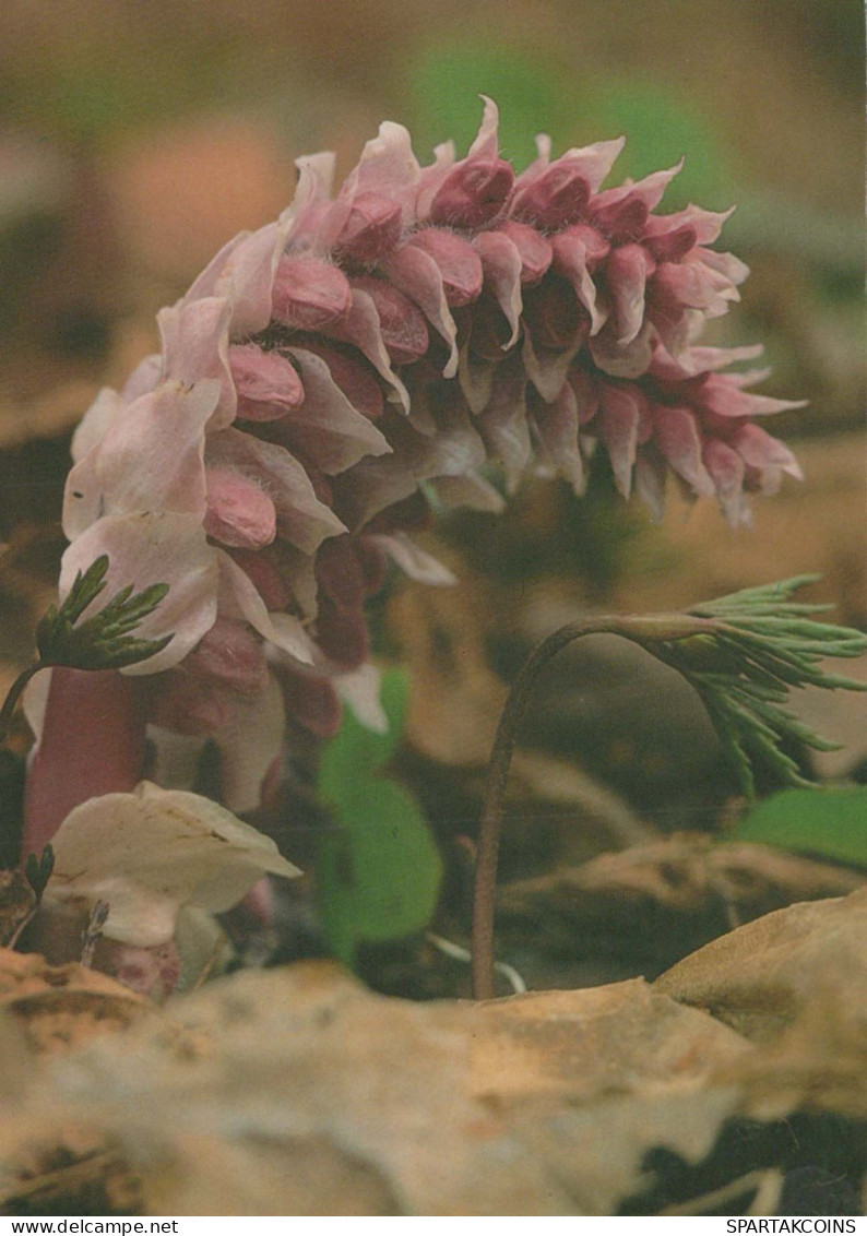 FLEURS Vintage Carte Postale CPSM #PAR182.FR - Flowers