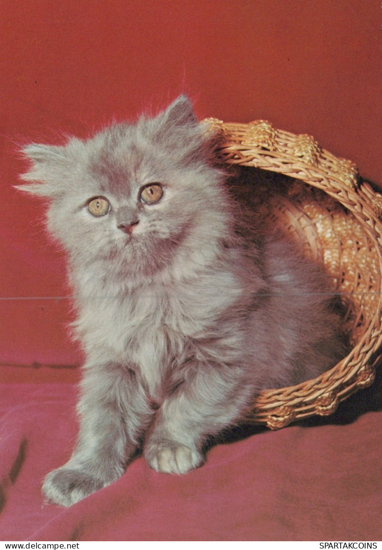 CHAT CHAT Animaux Vintage Carte Postale CPSM #PAM102.FR - Chats